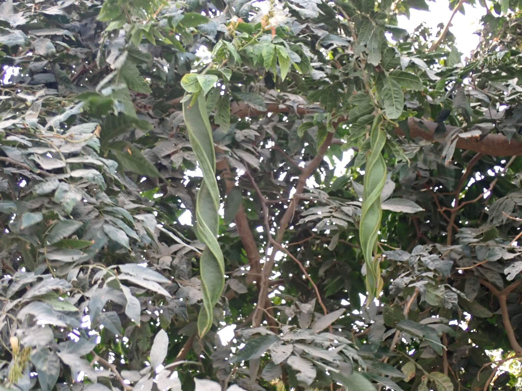 Capsicum baccatum cv. 'Pacay'